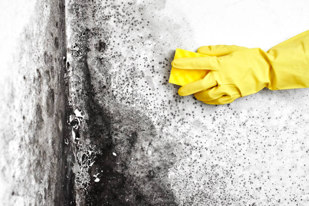 Best Mold Prevention Services  in Belding, MI