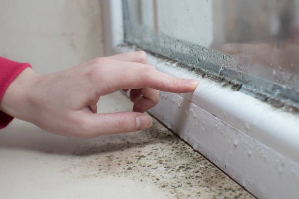 Reliable Belding, MI Mold Removal Solutions