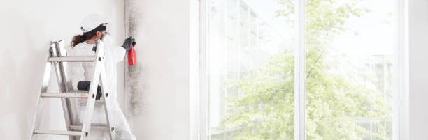 Best Mold Removal for HVAC Installations  in Belding, MI
